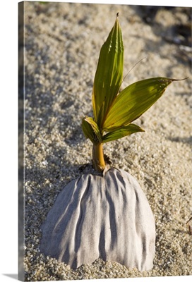 Palm growing from coconut, Placencia, Belize, Central America