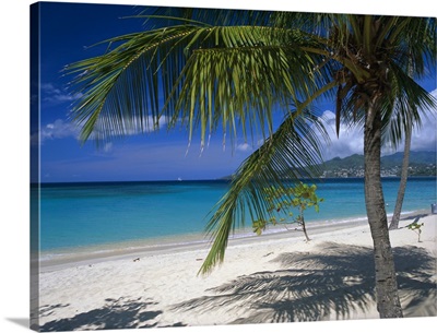 Palm tee and beach, Grand Anse beach, Grenada, Windward Islands, Caribbean, West Indies