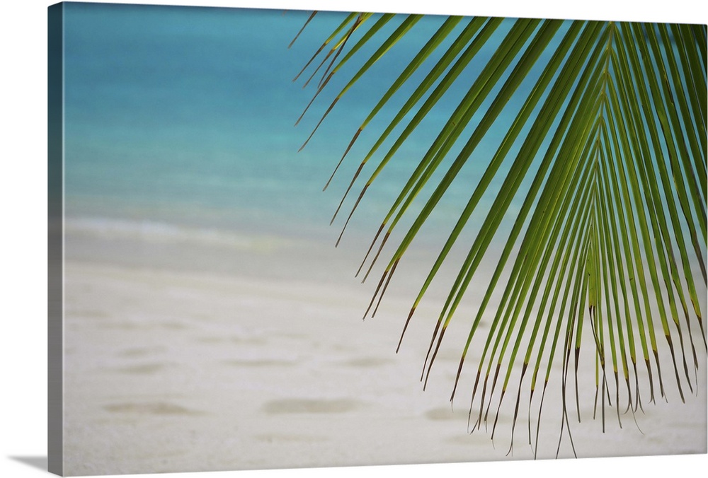 Palm tree leaf and tropical beach, Maldives, Indian Ocean, Asia