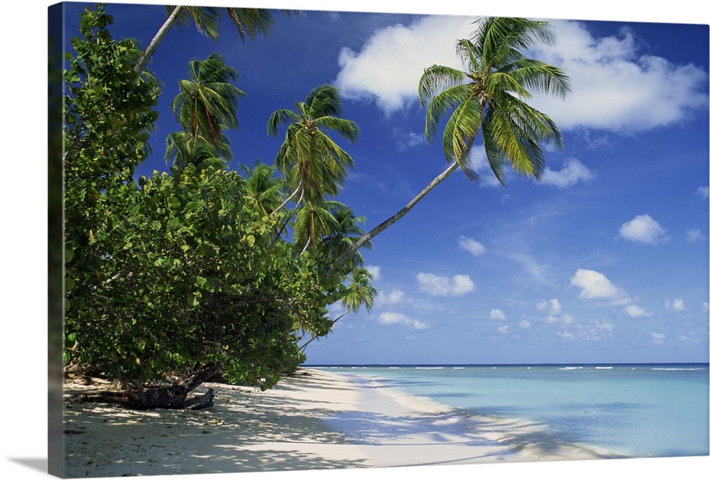 Palm tree on a tropical beach on the island of Tobago, West Indies, Caribbean