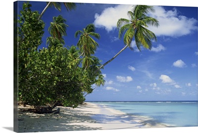 Palm tree on a tropical beach on the island of Tobago, West Indies, Caribbean
