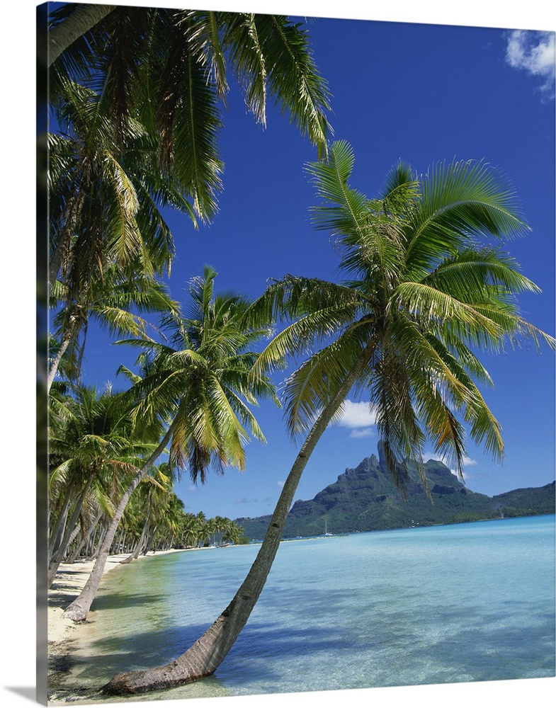 Palm trees fringe the tropical beach and sea on Bora Bora (Borabora), Tahiti