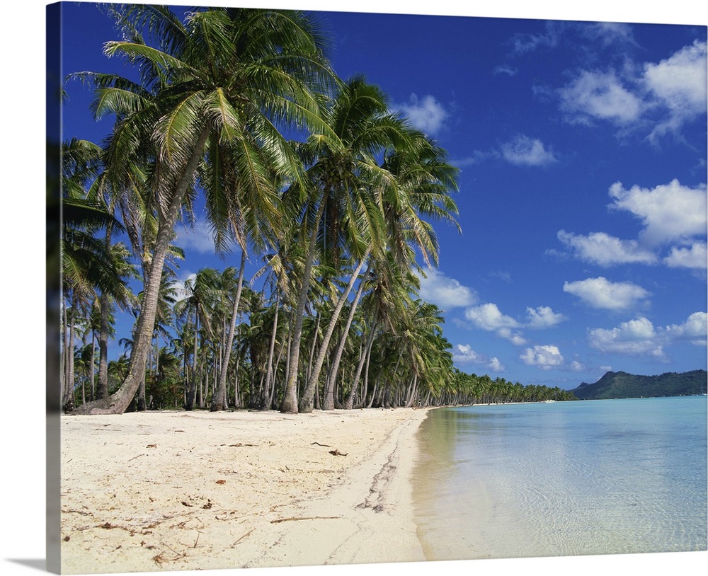 Palm trees fringe the tropical beach and sea on Bora Bora Tahiti, French Polynesia
