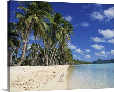 Palm trees fringe the tropical beach and sea on Bora Bora Tahiti, French Polynesia