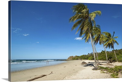 Palm trees on Playa Guiones beach, Nosara, Nicoya Peninsula, Costa Rica