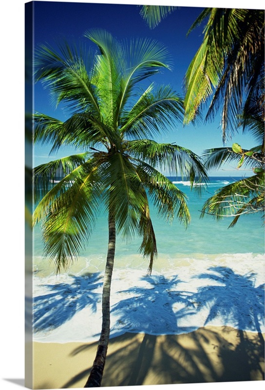Palm trees on tropical beach, Dominican Republic, West Indies ...