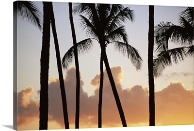 Palm trees silhouetted against clouds and sunset, Kauai, Hawaii, USA