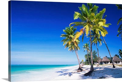 Palm trees, white sandy beach and Indian Ocean, Jambiani, Zanzibar, Tanzania, Africa