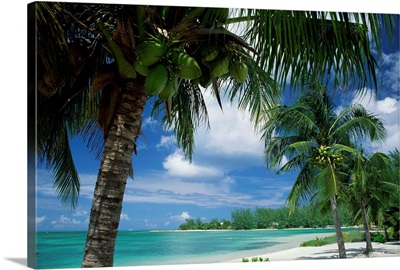 Palms on shore, Cayman Kai near Rum point, Grand Cayman, Cayman Islands