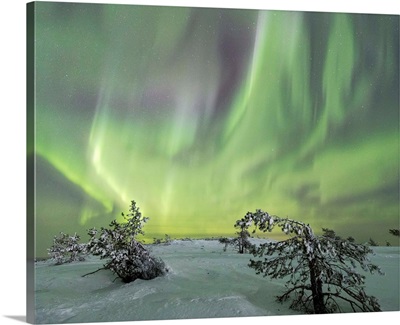 Panorama of snowy woods and frozen trees framed by Northern lights and stars, Finland