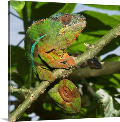 Panther chameleon (Furcifer pardalis), Madagascar, Africa