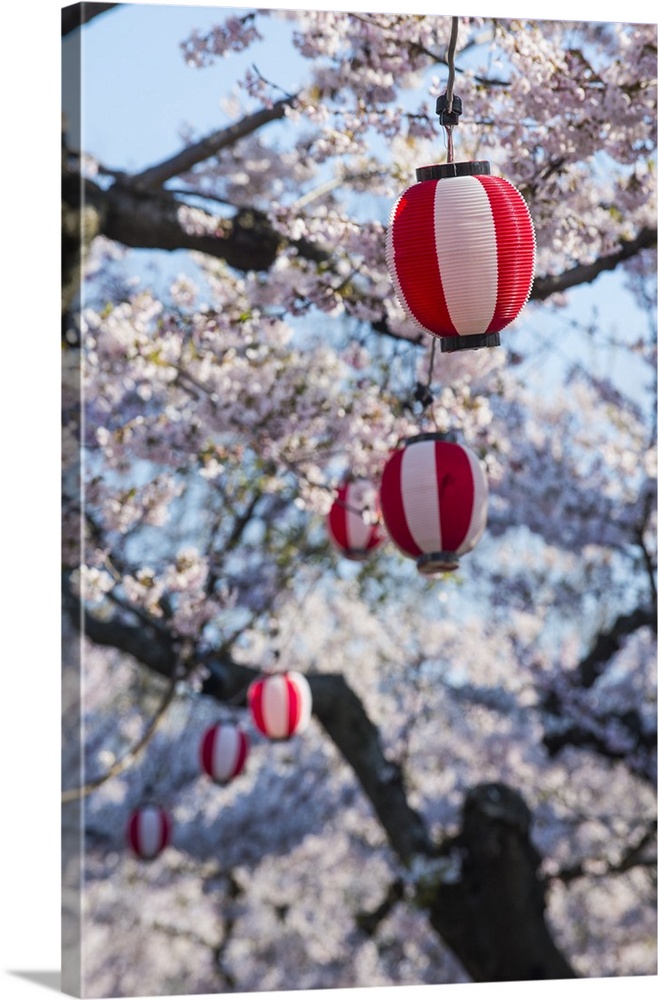 Paper lanterns hanging in the blooming cherry trees, Fort Goryokaku, Hakodate, Hokkaido, Japan