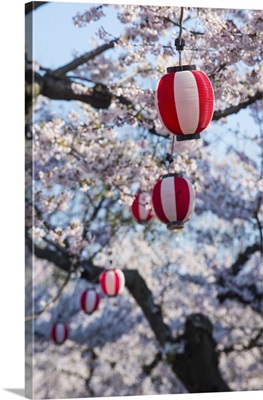 Paper lanterns hanging in cherry trees, Fort Goryokaku, Hakodate, Hokkaido, Japan