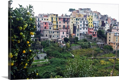 Pastel coloured houses, village of Corniglia, Cinque Terre, Liguria, Italy