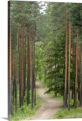 Path through pine forest, near Riga, Latvia, Baltic States