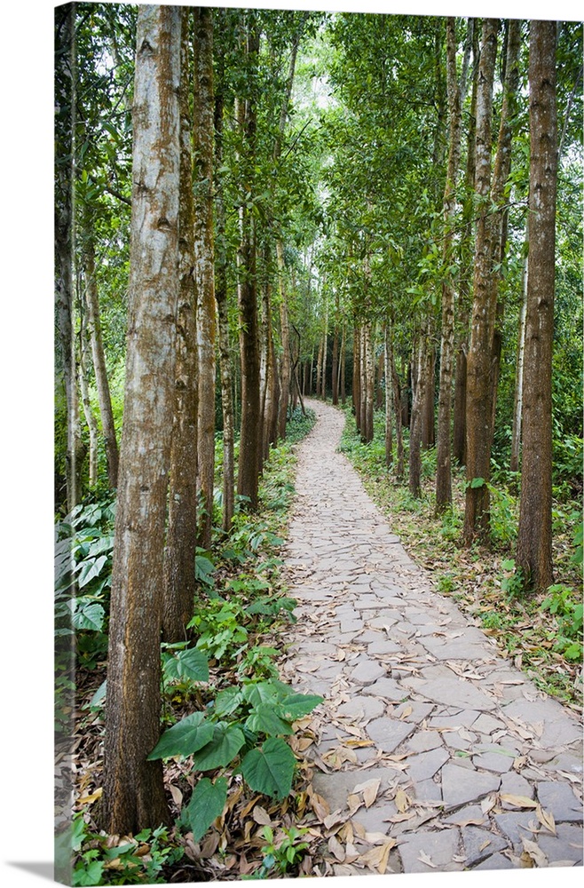 Path through the Forest at My Son, Vietnam, Indochina