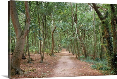 Path through the forest in summer, Avon, England, United Kingdom, Europe