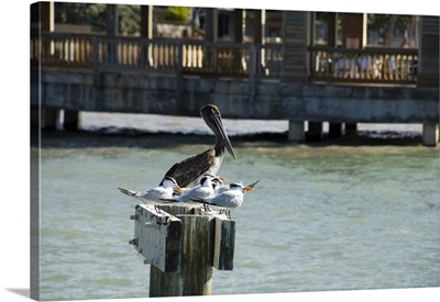 Pelican and sea birds on post, Key West, Florida