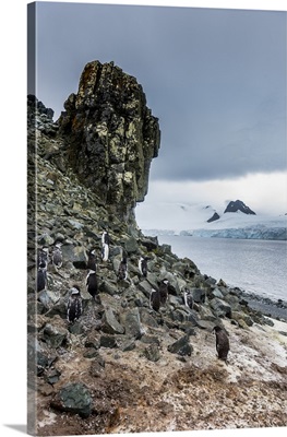 Penguins below dramatic rock formations, Half Moon Bay