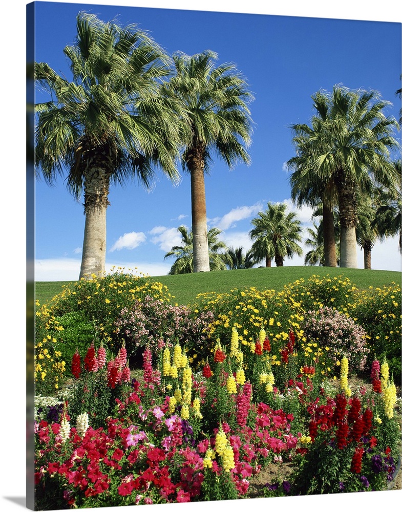 Petunias, antirrhinum flowers with palms, Desert Palm Springs, California, USA