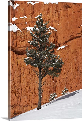 Pine tree in front of red-rock face with snow on the ground, Dixie National Forest, Utah