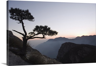 Pine tree silhouetted at dusk on Lushan mountain, Jiangxi Province, China