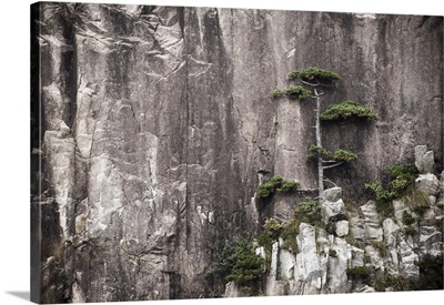 Pine tree, White Cloud Scenic Area, Mount Huangshan Anhui Province, China