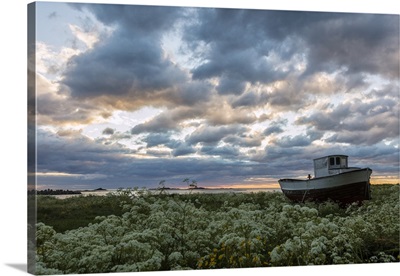 Pink clouds and midnight sun on an old boat in green meadows of blooming flowers, Norway