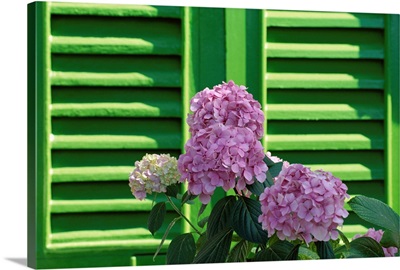 Pink hydrangea flowers in front of green shutters, Liguria, Italy
