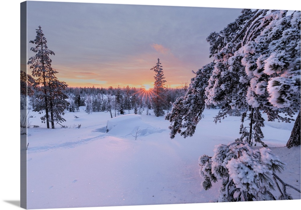 Pink lights of the arctic sunset illuminate the snowy woods, Vennivaara, Rovaniemi, Lapland region, Finland