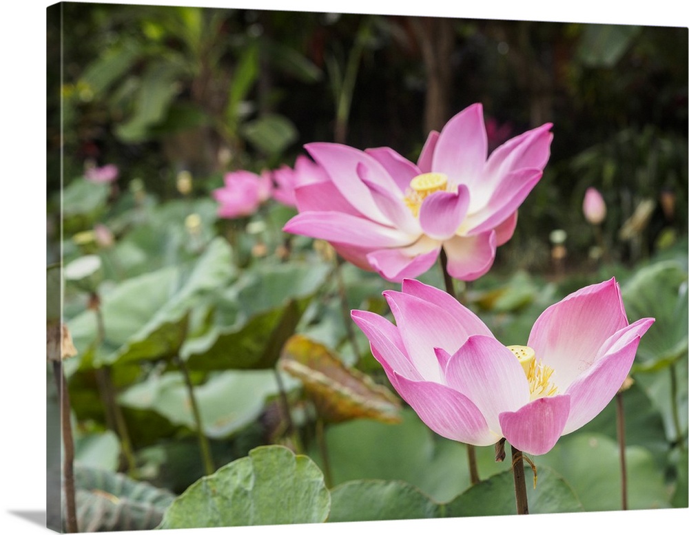 Pink lotus, Bali, Indonesia, Southeast Asia, Asia