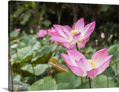 Pink lotus, Bali, Indonesia