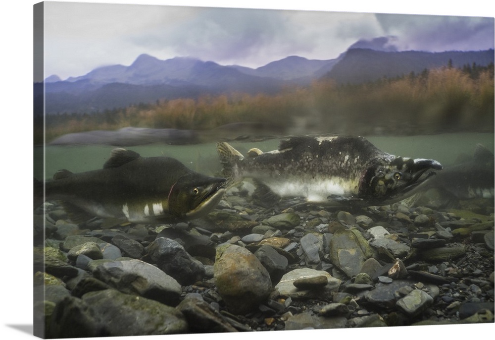 Pink salmon, spawning season, Prince William Sound, Alaska