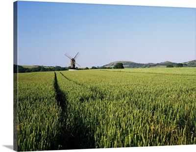 Pitstone windmill and cornfield, Chilterns, Buckinghamshire, England