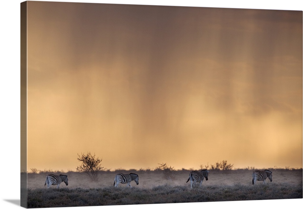 Plains zebra (Equus burchelli), at stormy sunset, Etosha National Park, Namibia, Africa