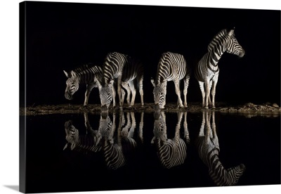 Plains Zebra, Zimanga Private Game Reserve, Kwazulu-Natal, South Africa