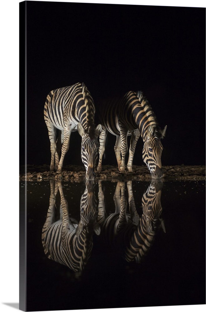 Plains zebra (Equus quagga) drinking at night, Zimanga private game reserve, KwaZulu-Natal, South Africa, Africa