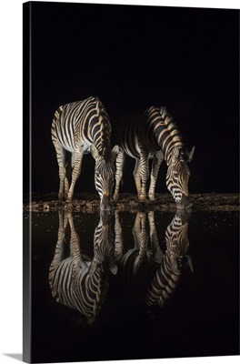 Plains zebradrinking at night, Zimanga private game reserve, KwaZulu-Natal, South Africa