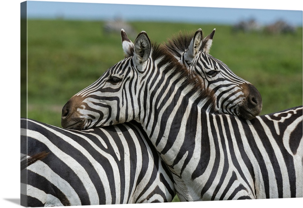 Plains zebras (Equus quagga), Ndutu, Ngorongoro Conservation Area, Serengeti, Tanzania, East Africa, Africa