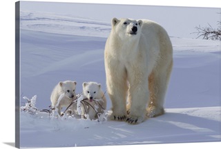 Polar Bear Wall Art & Canvas Prints | Polar Bear Panoramic Photos ...