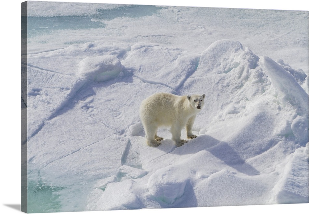 A curious young polar bear (Ursus maritimus), approaches the ship on Spitsbergen in the Svalbard Archipelago, Norway