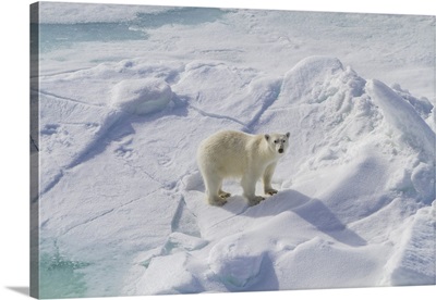 Polar Bear Approaches The Ship On Spitsbergen In The Svalbard Archipelago, Norway