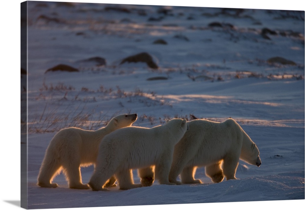 Polar bear Churchill, Hudson Bay, Manitoba, Canada