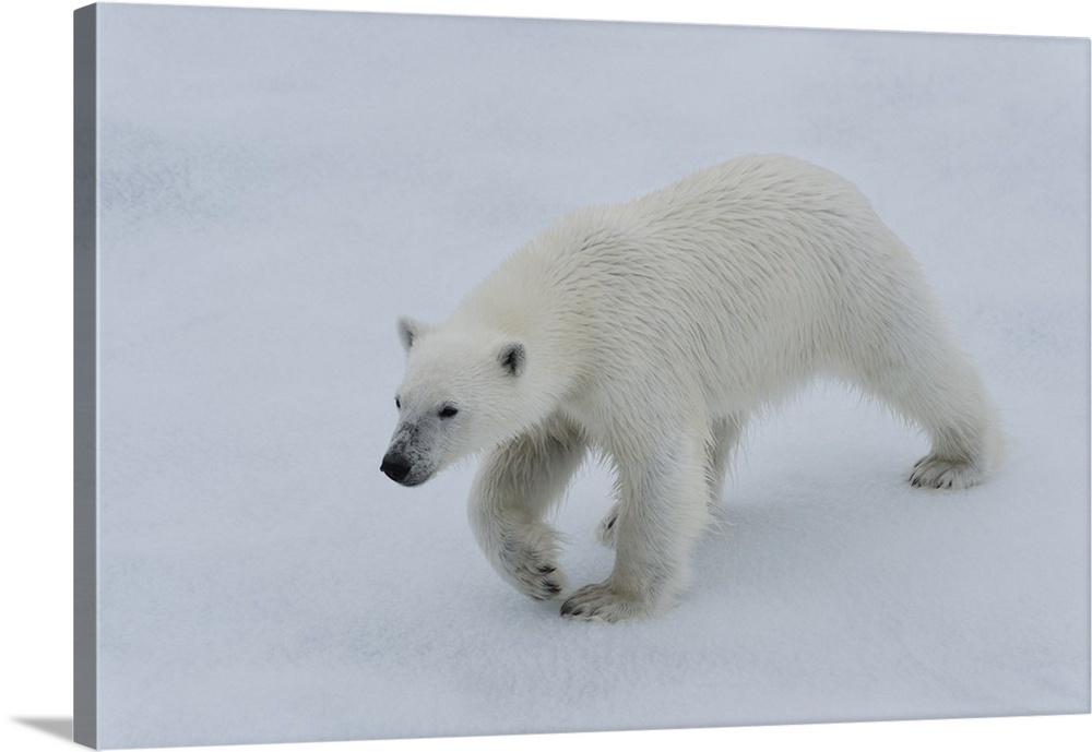Polar bear cub (Ursus maritimus) walking on a melting ice floe, Spitsbergen Island, Svalbard archipelago, Arctic, Norway, ...