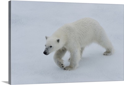 Polar bear cub walking on a melting ice floe, Spitsbergen Island, Norway