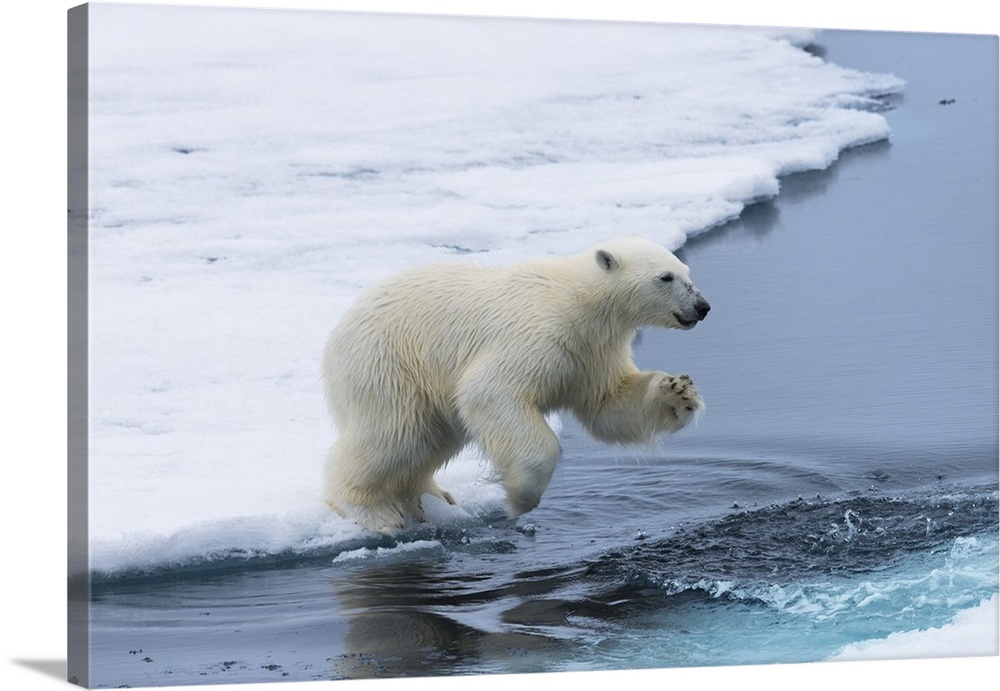 Polar bear cub (Ursus maritimus) jumping over the water, Spitsbergen Island, Svalbard archipelago, Arctic, Norway, Scandin...