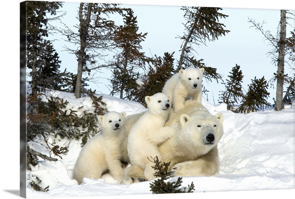 Polar bear mother with triplets, Churchill, Hudson Bay, Manitoba, Canada