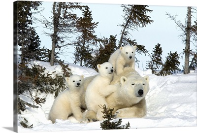 Polar bear mother with triplets, Churchill, Hudson Bay, Manitoba, Canada