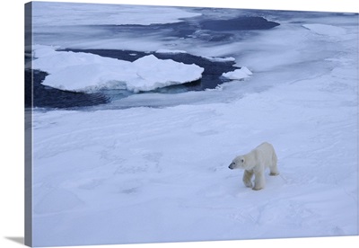 Polar bear on pack ice north of Spitsbergen, Norway, Scandinavia, Polar Regions