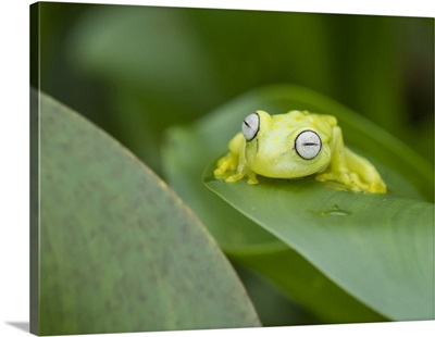 Polkadot Treefrog, On The Pacaya River, Amazon Basin, Loreto, Peru, South America